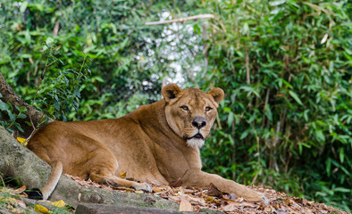 Obraz na płótnie Canvas A female lion lying under the tree.