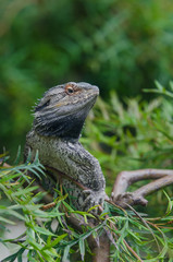 Coastal bearded dragon (Pogona barbata) enjoying the sun's warmth on the tree branch.