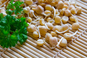 Sprouted chickpea is a source of antioxidants, used for cooking healthy food, rich in proteins and vitamins. vegetarianism