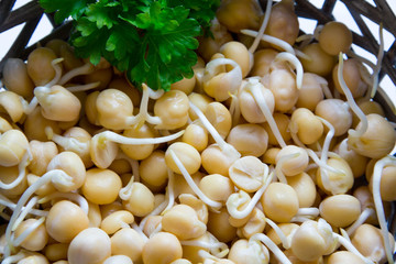 Sprouted chickpea is a source of antioxidants, used for cooking healthy food, rich in proteins and vitamins. vegetarianism