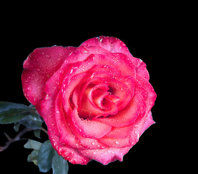 Single beautiful red rose isolated on the black background