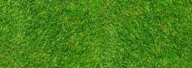 Green grass texture background