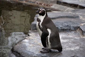 penguin standing on the shore