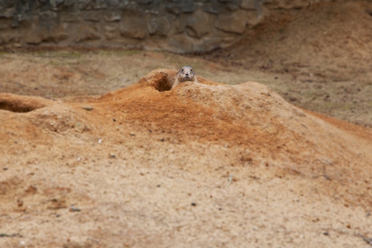 Gerbil peeping out from a sandy burrow