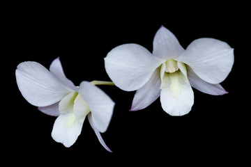 Obraz premium Close up beautiful white orchid on black background.