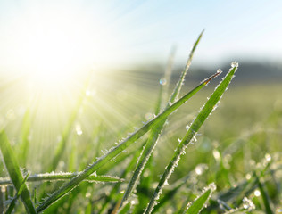 Frozen grass close up. Nature background.