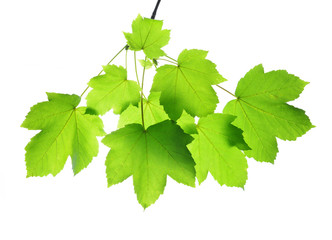 Spring maple twig with green leaves isolated on white background.