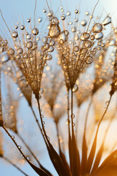 Fototapeta Dewy dandelion flower at sunrise close up