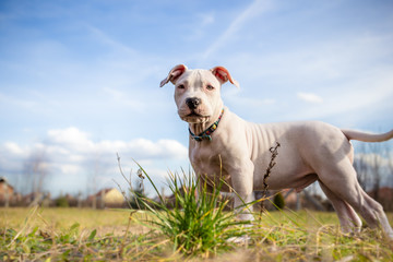 White American Staffordshire terrier puppy