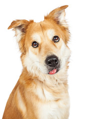Funny Large Crossbreed Dog Sticking Tongue Out