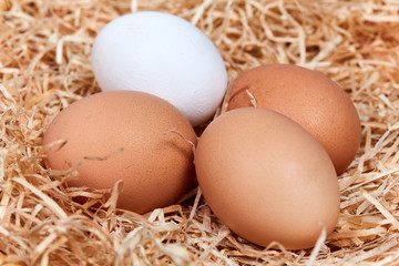 Naklejka na ściany i meble Macro of four eggs in a nest