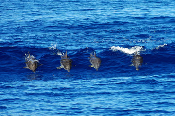 Four wild dolphins