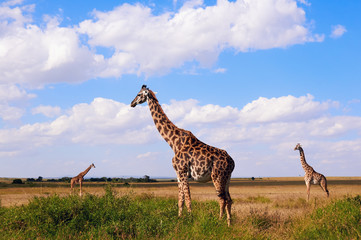 Obraz premium Three giraffes in the savanna