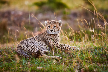 Young Cheetah lying