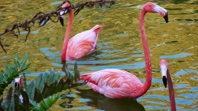 Flamingos Enjoying Calm Water
