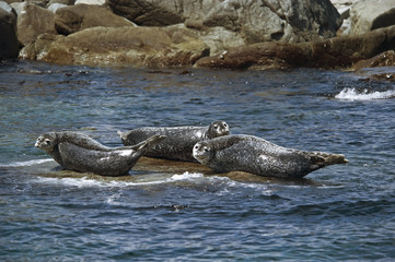 Naklejka na ściany i meble Seals basking on a rock in the summer sun.