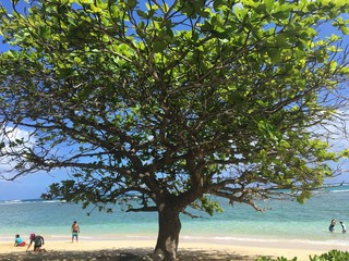 Tree on Punaluu Beach, Oahu, Hawaii