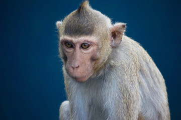 サルのポートレート
