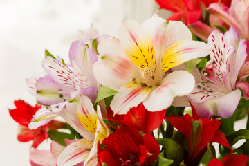 Alstroemeria bouquet. Close up. Natural spring background. 