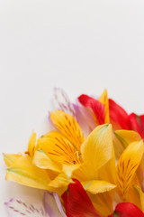 Obraz premium White background with colorful flower petals. Natural floral background. Place for text.