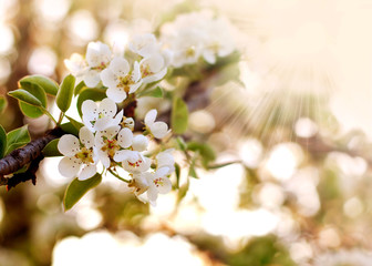 Closeup spring blooming tree in sunlight