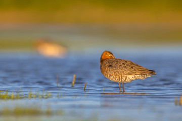 Black tailed Godwit sleeping