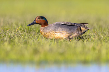 Male Common Teal