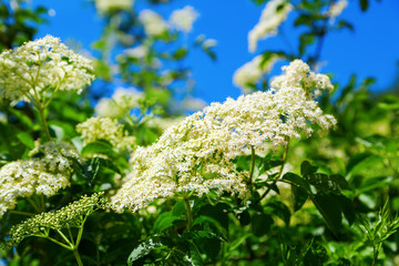 blühender Holunderstrauch