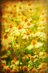 nostalgisch texturiertes Bild einer Kamillenblütenwiese