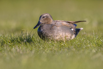 Male Gadwall in grassland