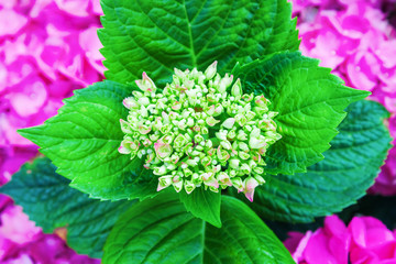aufgehende Hortensienbl&uuml;te
