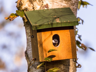 Nesting box with bird inside
