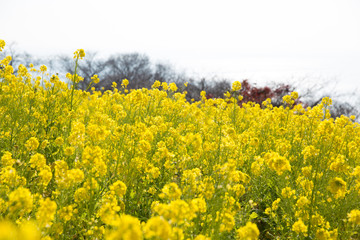 菜の花畑（二宮町吾妻山公園）