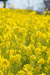 菜の花畑（二宮町吾妻山公園）