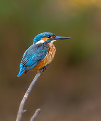 Fototapeta premium Common European Kingfisher waiting