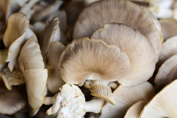 Oyster Mushroom