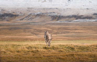 Obraz na płótnie Canvas Wild horse in yellow field with snow mountain range background in autumn season Iceland