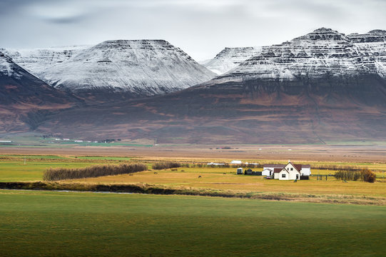White barn in yellow field with snow mountain range background autumn season Iceland