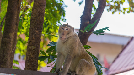 Wild monkey among the half construction half natural and behave naturally.  Raw and wild
