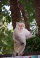 Wild monkey among the half construction half natural and behave naturally.  Raw and wild