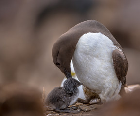 Common guillemot nursing chick © creativenature.nl
