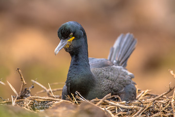 European shag breeding on nest