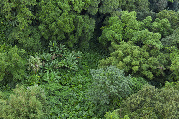 Lush green tropical jungle