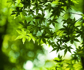Fototapeta na wymiar Green leaves nature background