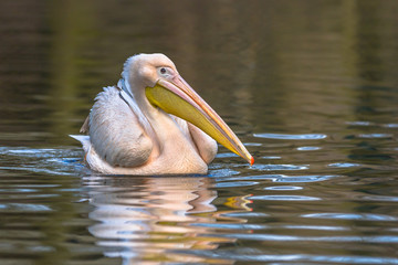Great white pelican sidelook