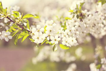 Cherry blossoms on a branch in the sunshine. Tonning photo