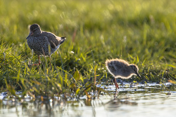 Mother and chick Common Redshank