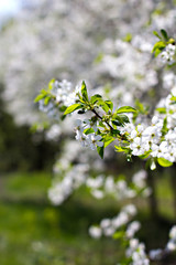 Cherry blossoms on a branch in the sunshine. Tonning photo