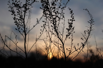 branches against setting sun