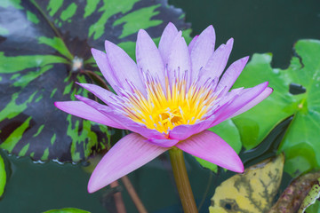 Lotus